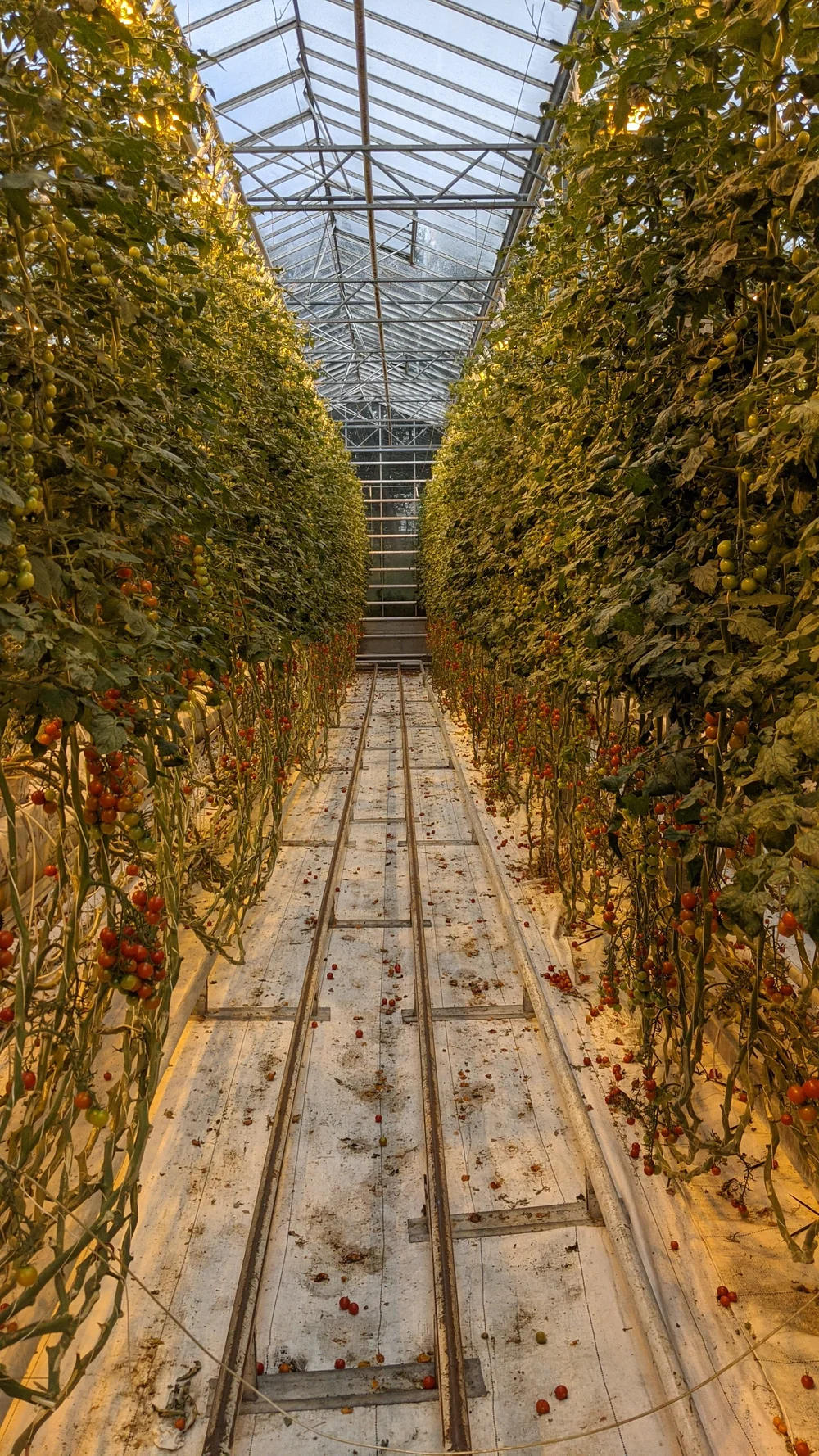 a big tomato greenhouse in iceland