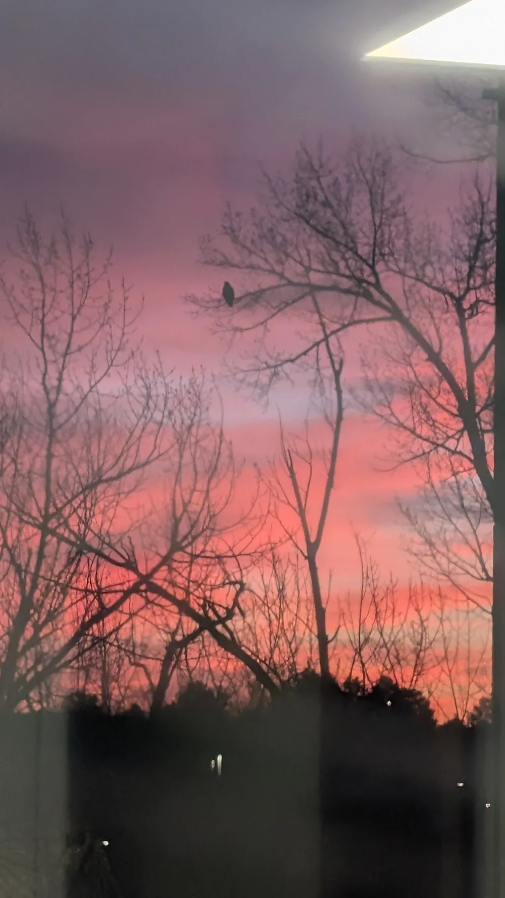 big bird of prey in the tree