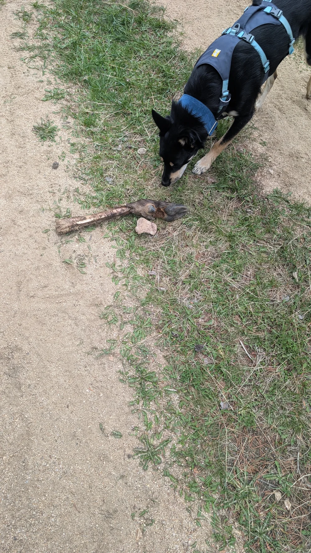 boomie and mountain lion kill