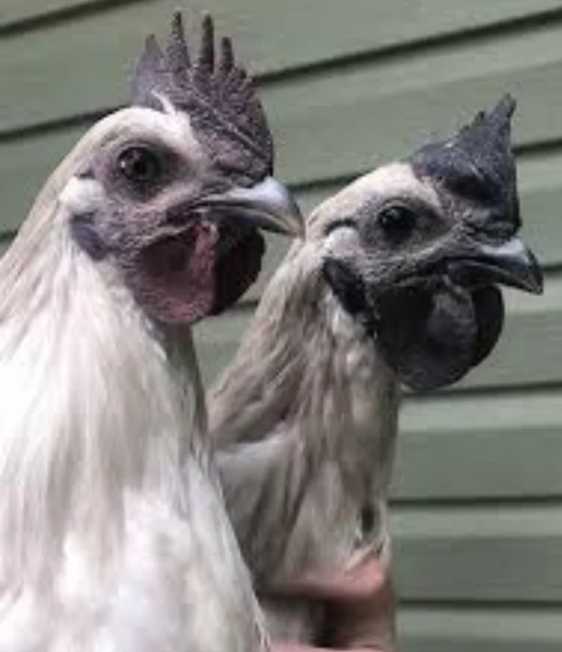 ghost zombie chicken