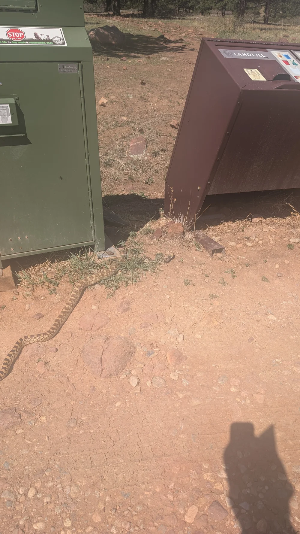 rattlesnake