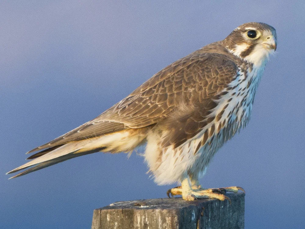 prairie falcon