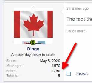 dingo social score
