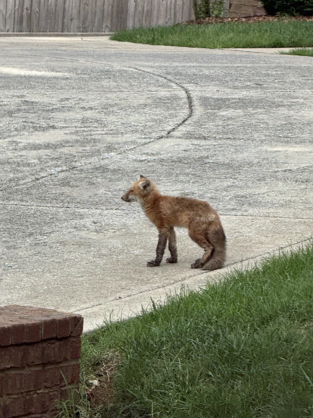 baby fox profile