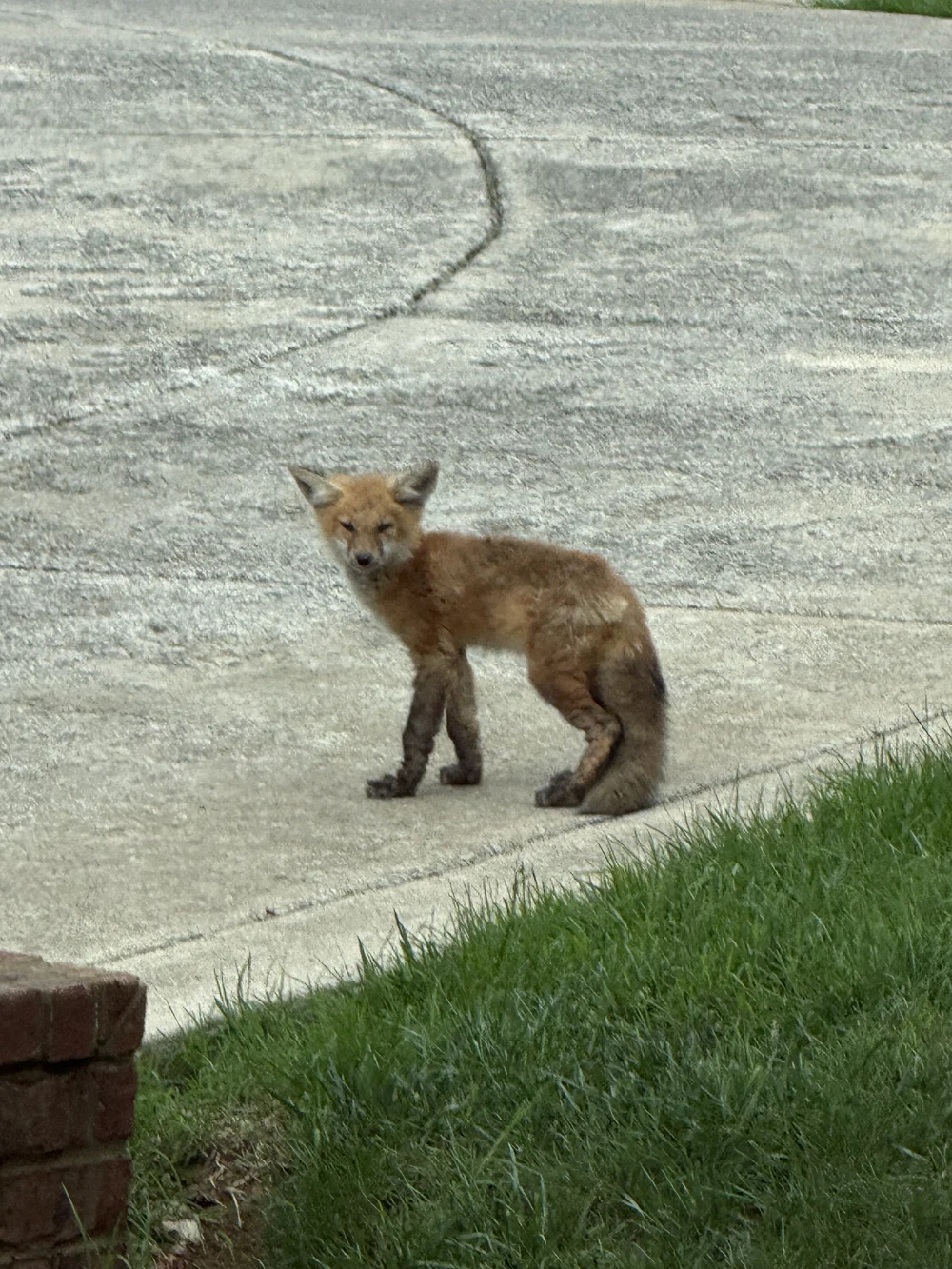 baby fox