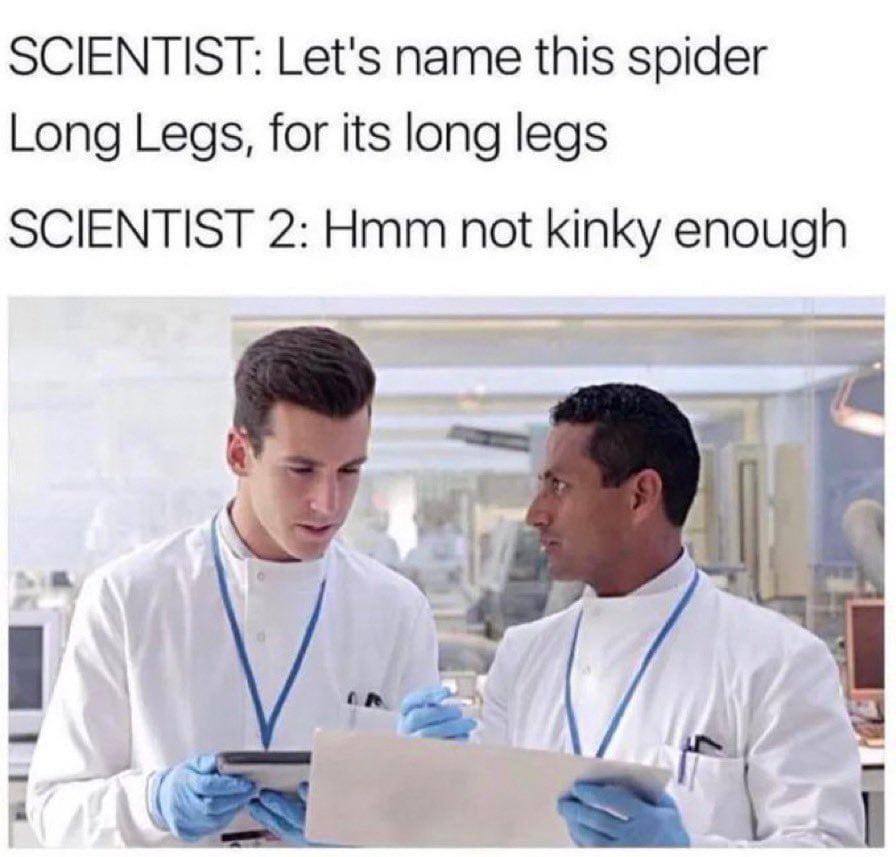 kinky_long_legs_spider.jpeg