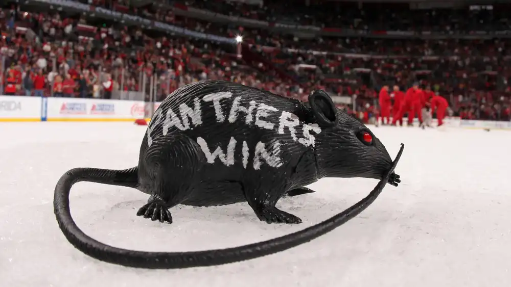 panther win rat