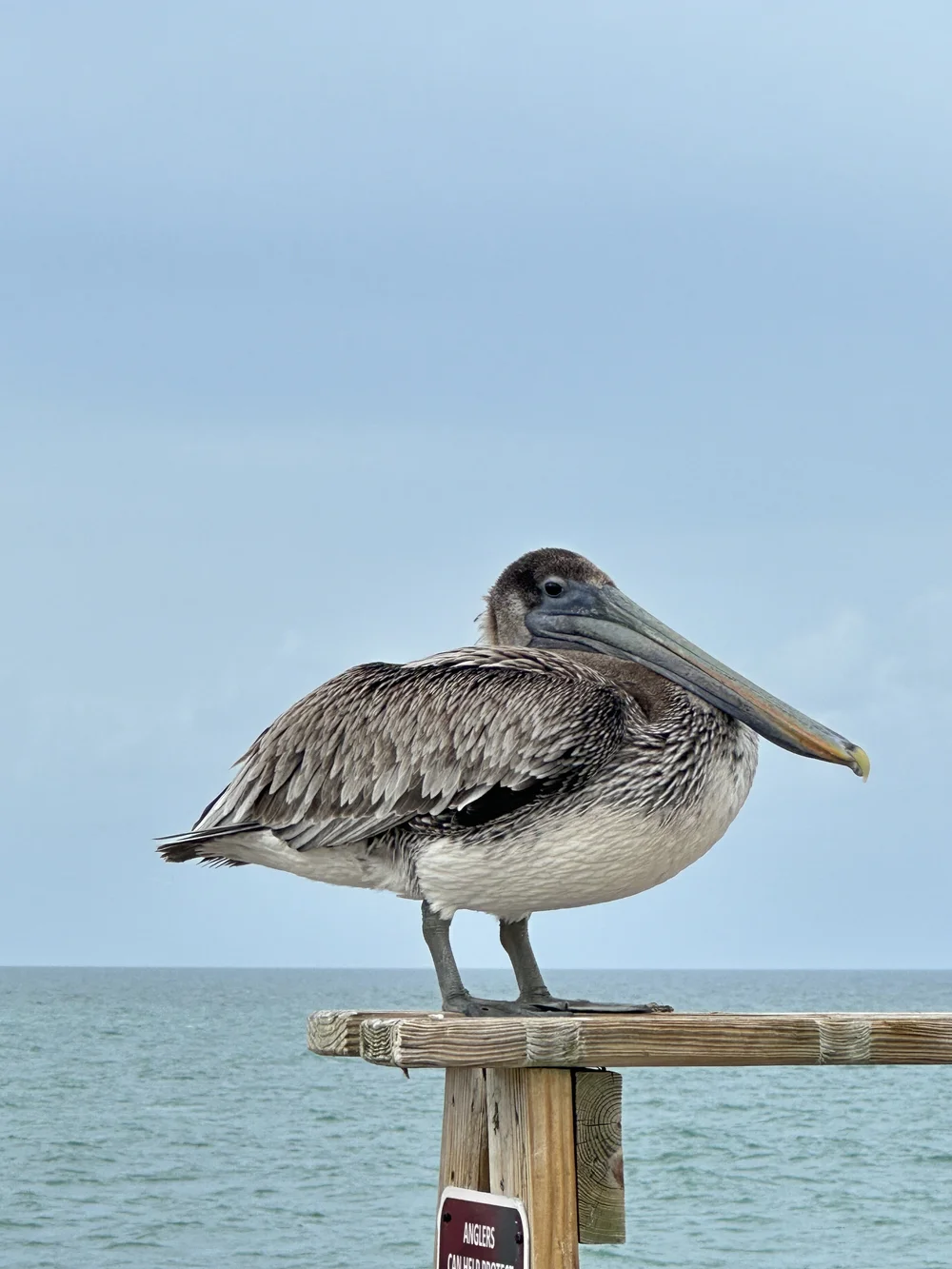 pompano pier pelican