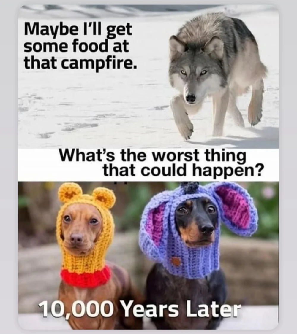 wild canine then