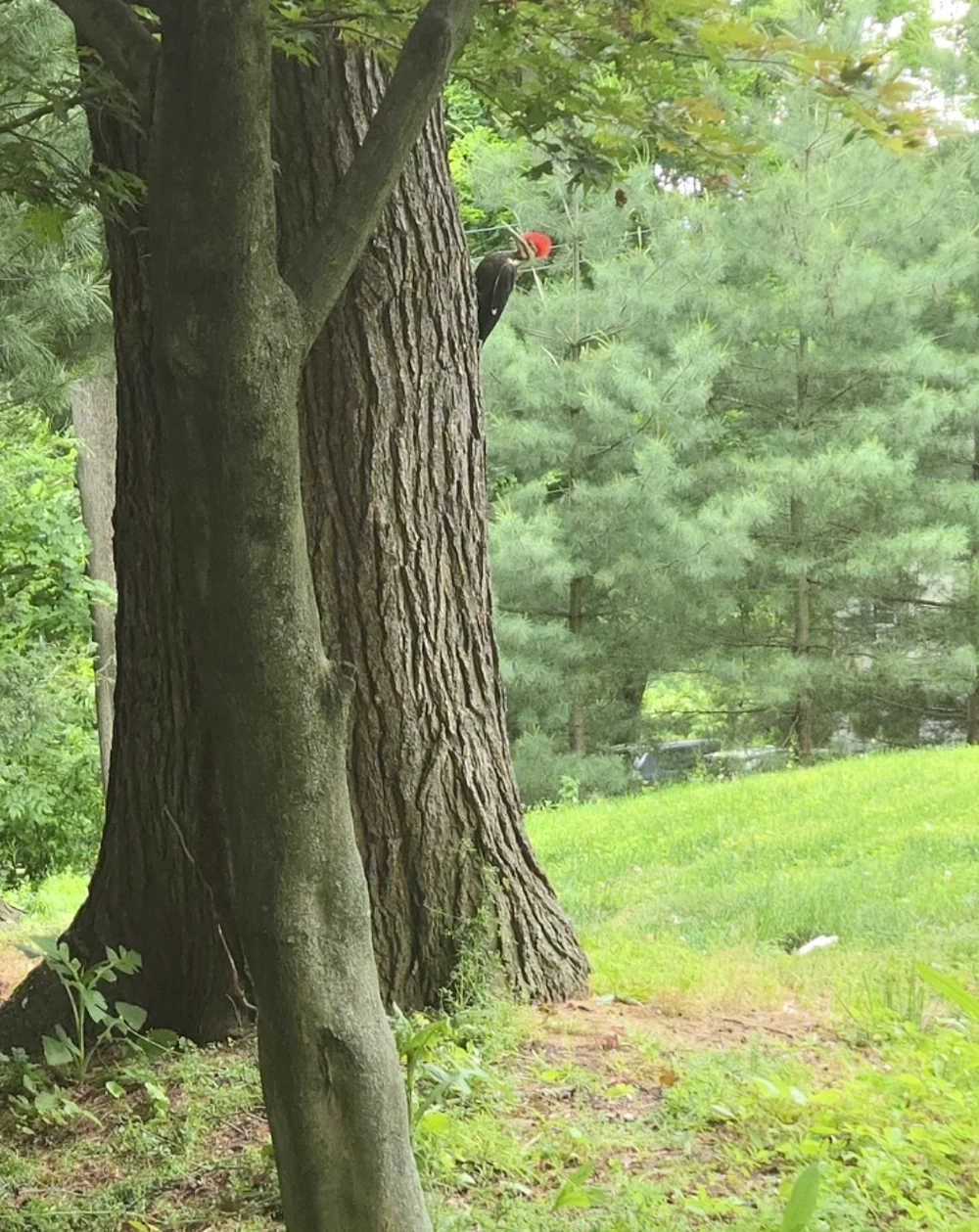 woody wood pecker