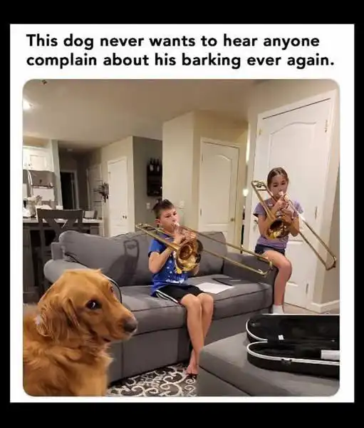 barking complain
