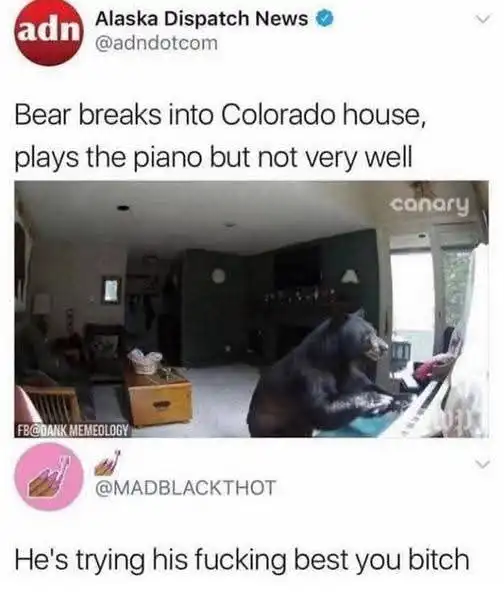 bear playing piano trying