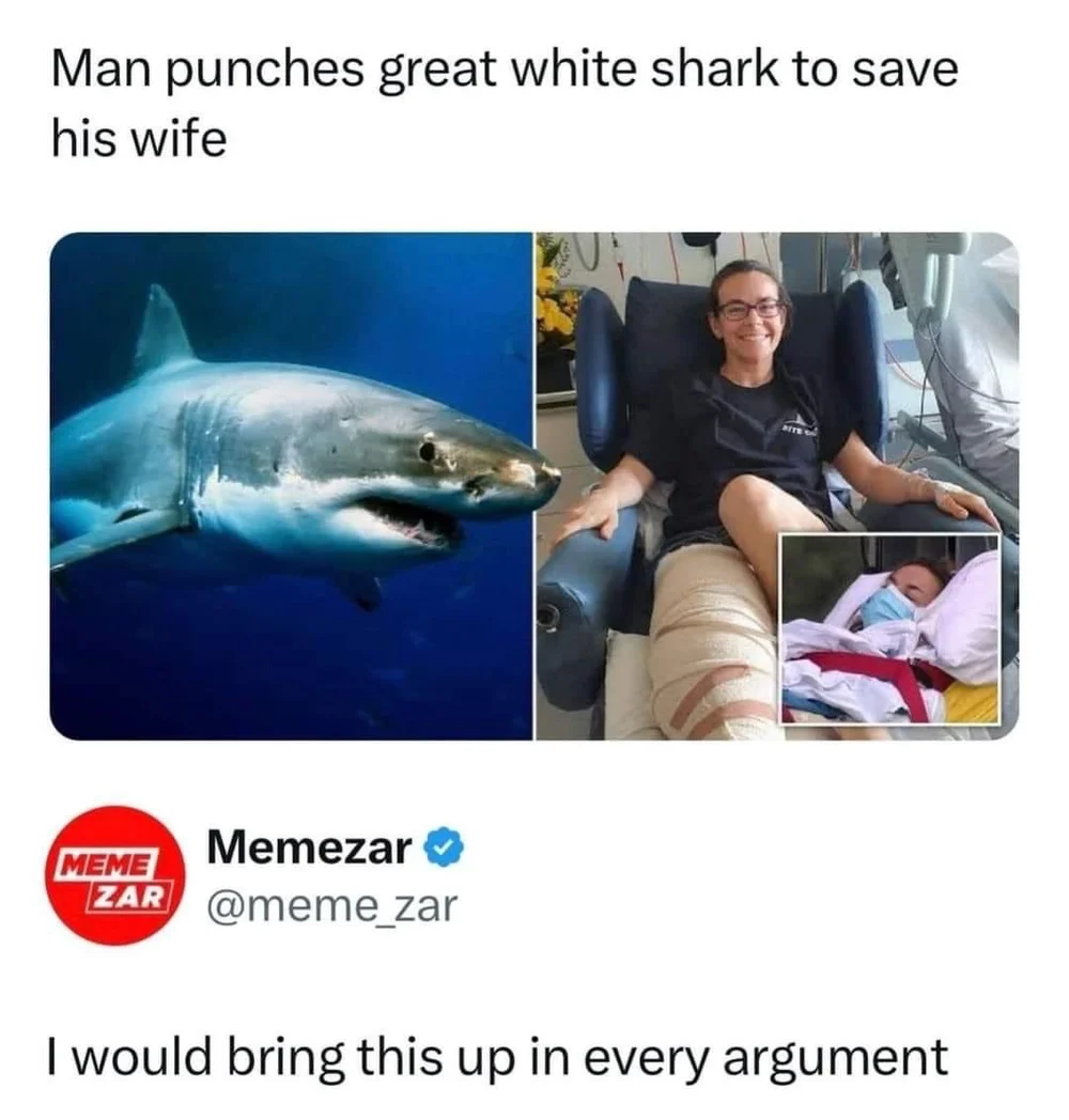 great white shark punch