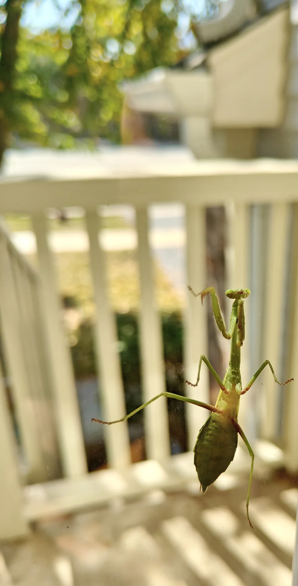 morning mantis
