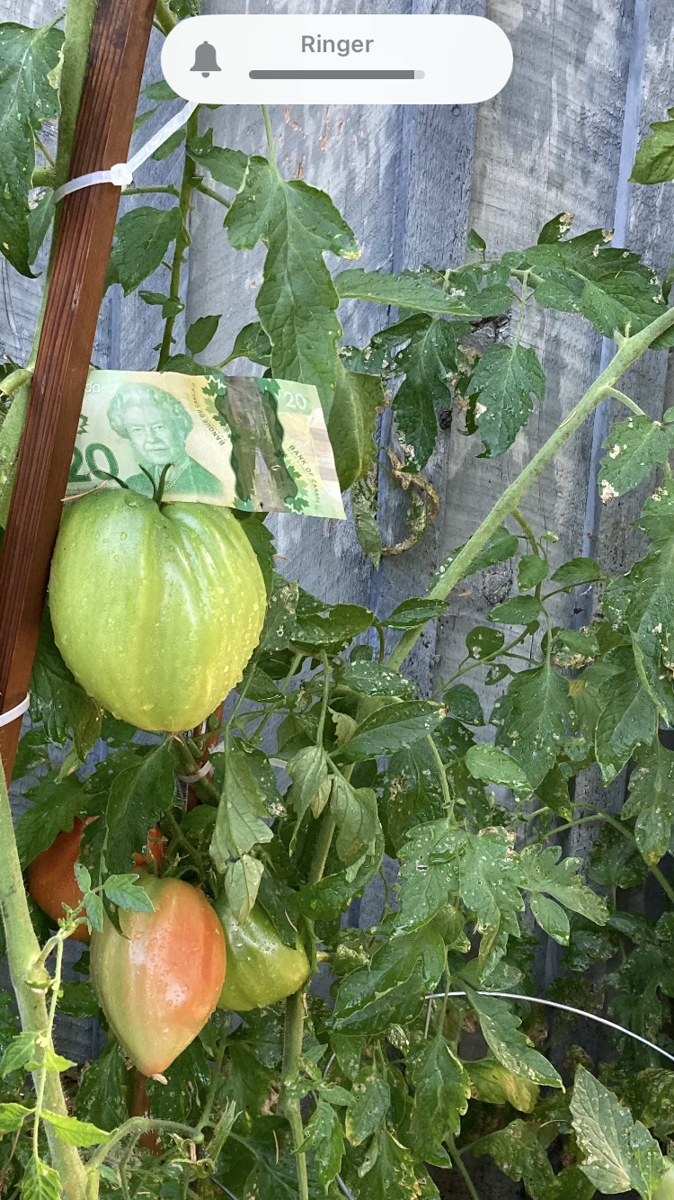 2 lbs tomato