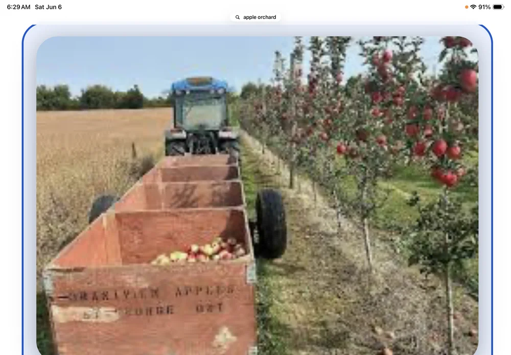apple branches