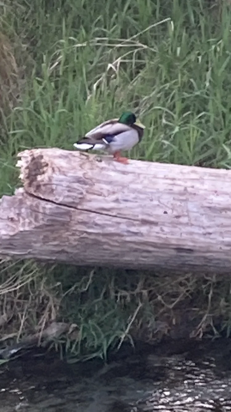 duck in vancouver island