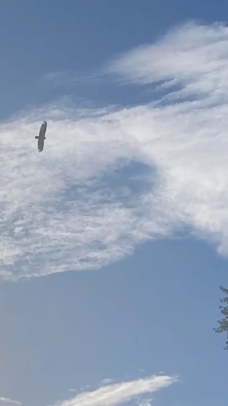 eagle circling around looking for prey