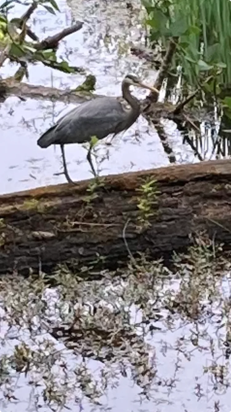 great blue heron