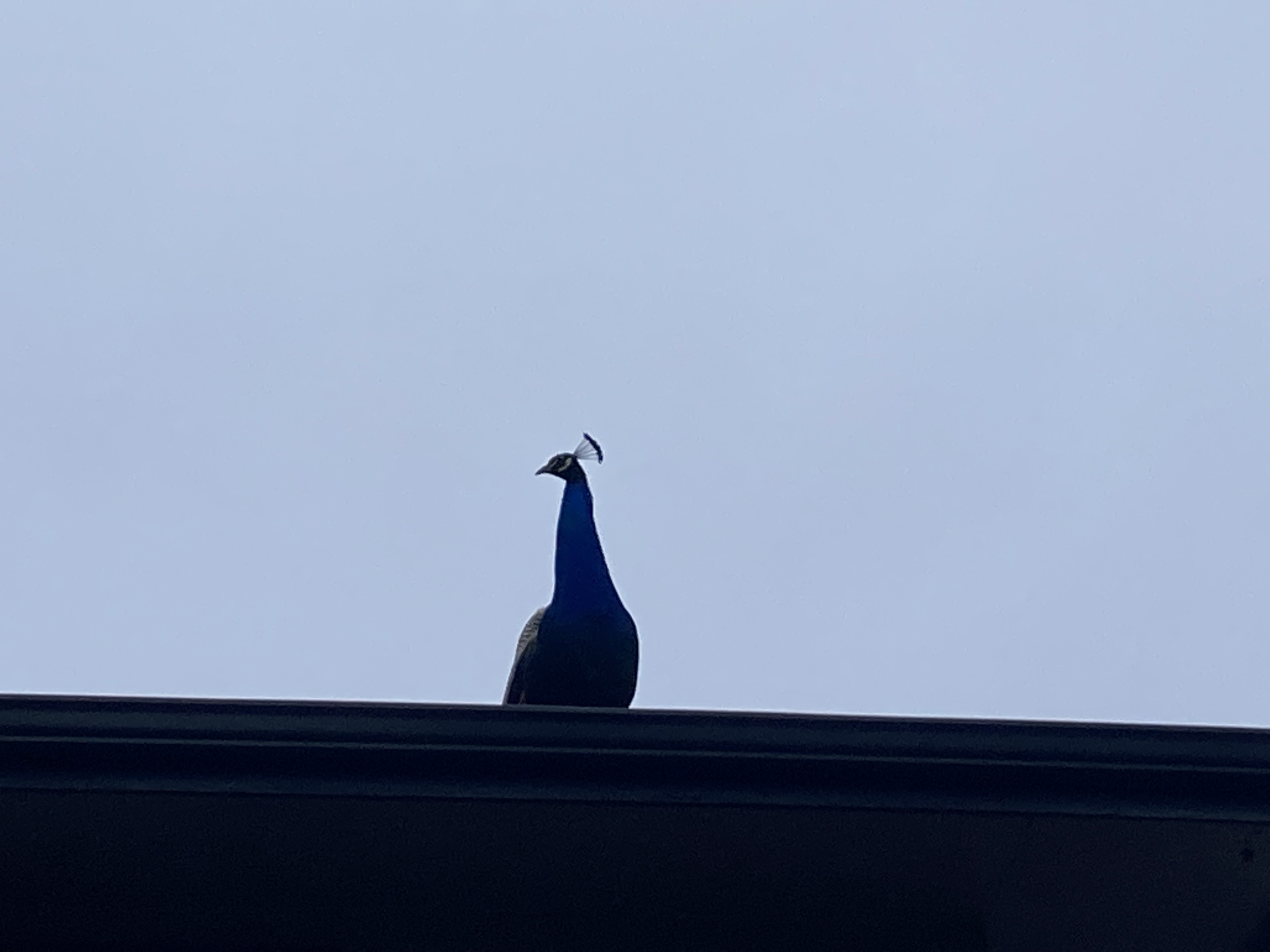 peacock_on_roof.jpeg