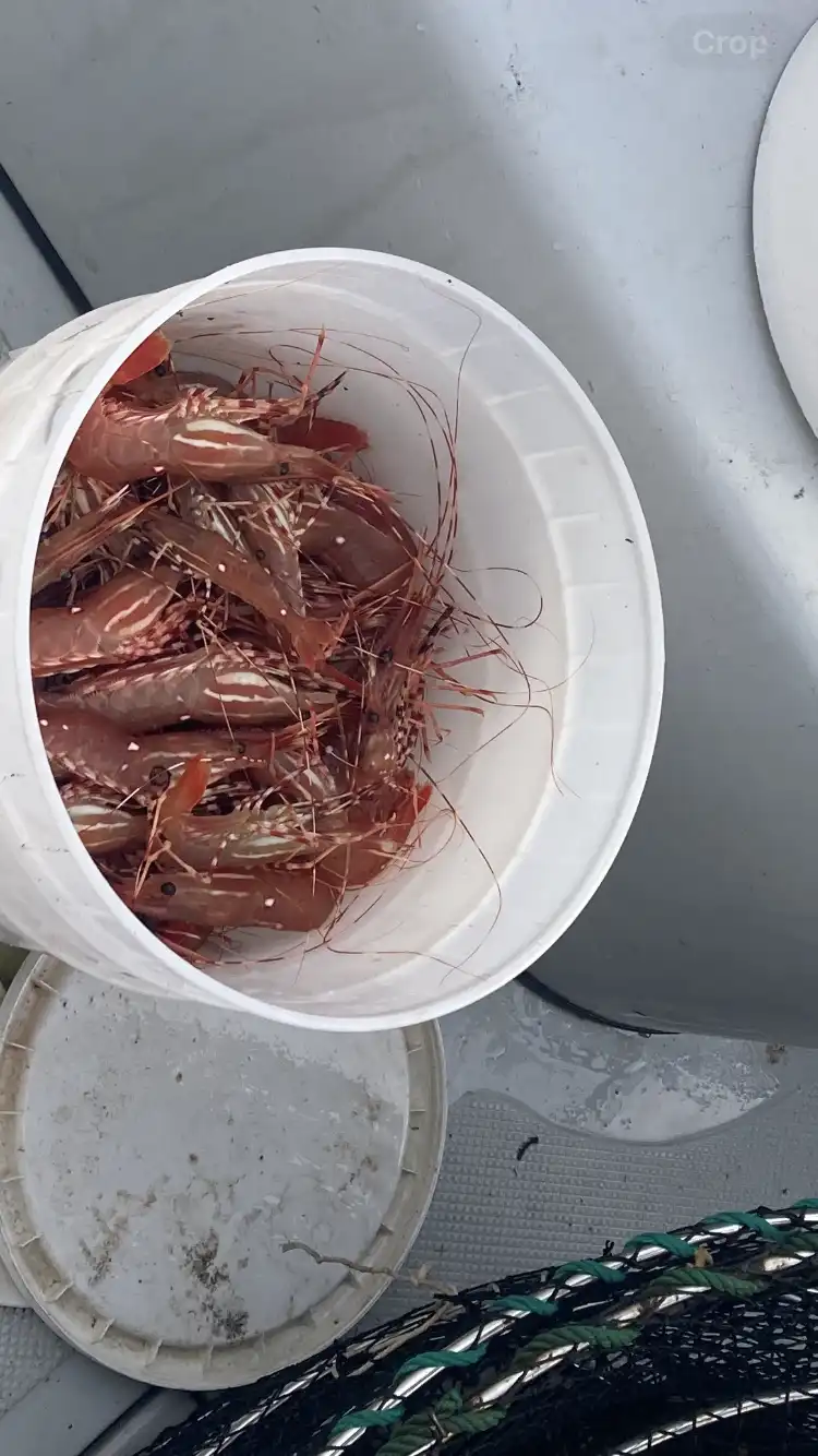 today caught close to 200 prawns 4