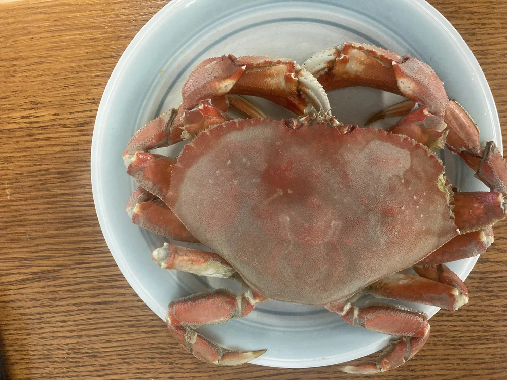 vancouver island crabs