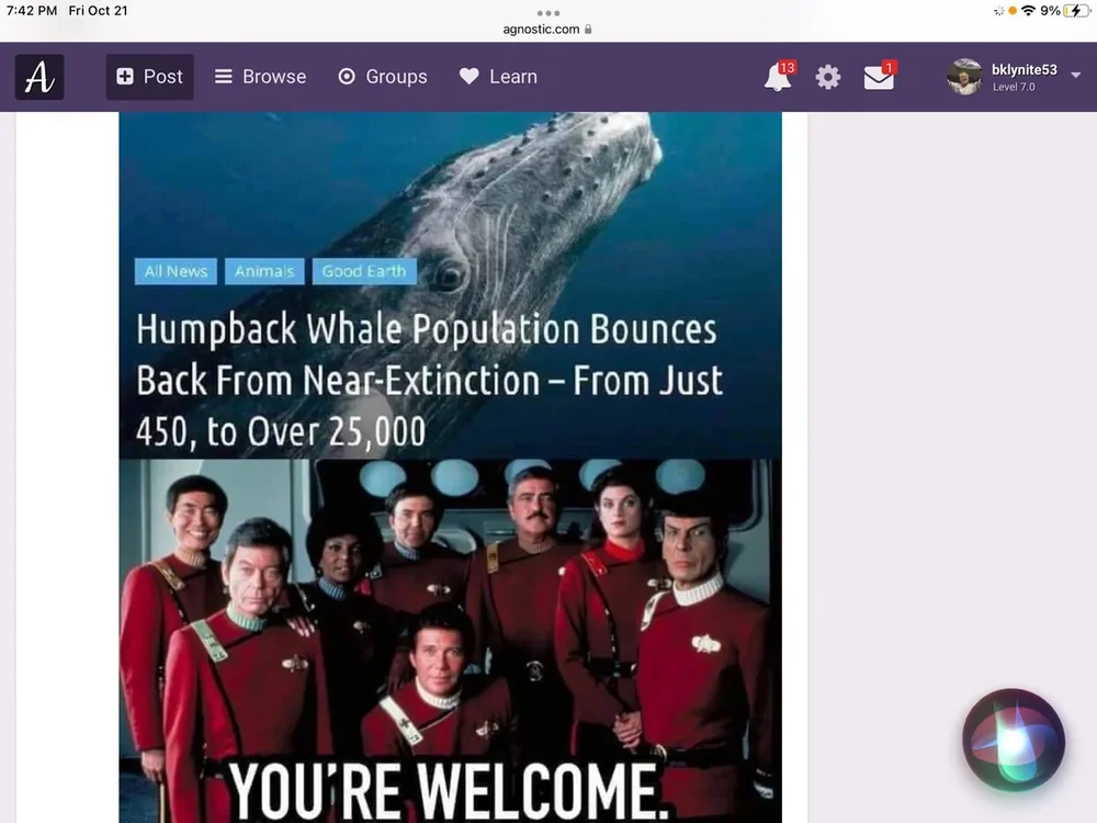 humpback whales coming back