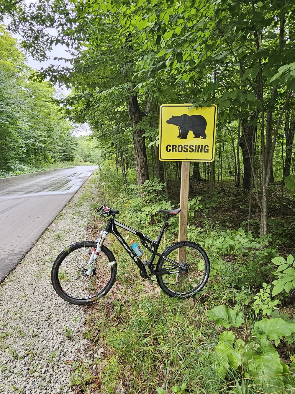 bear crossing