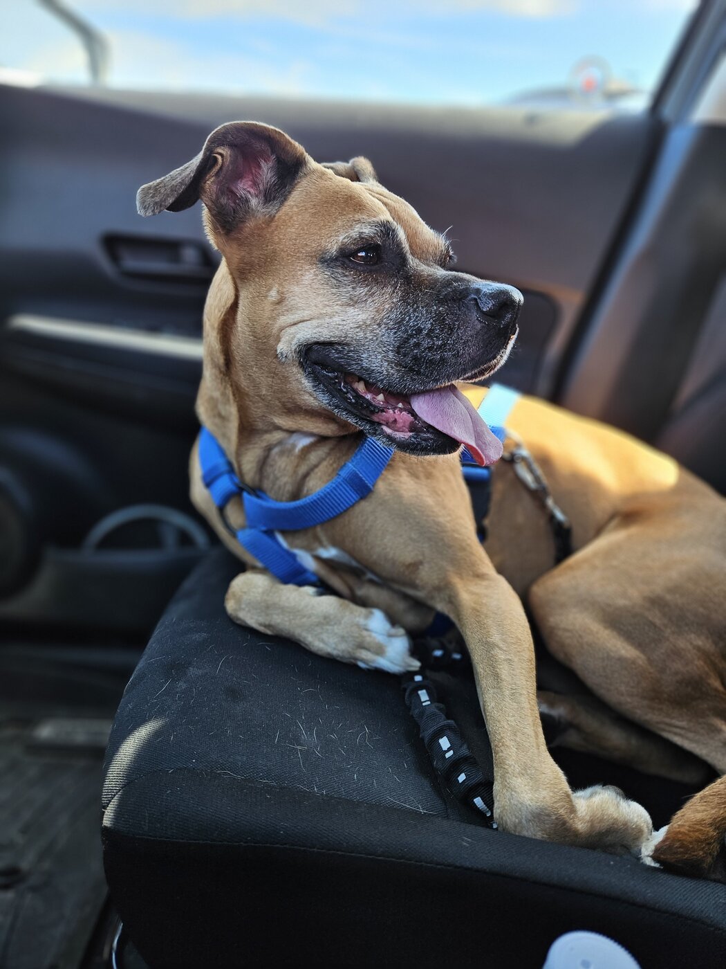 Boxer mix at the Cottage