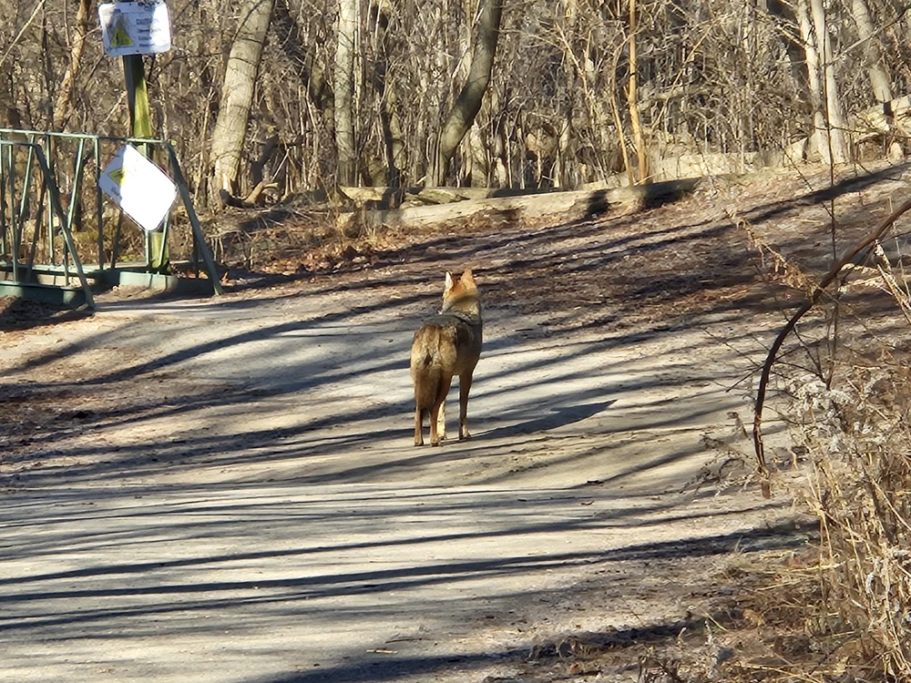 coyote chasing dog in toronto