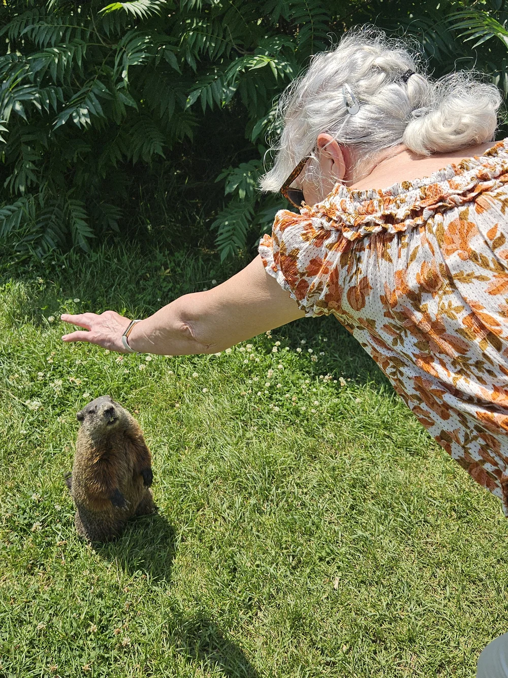 groundhog tame
