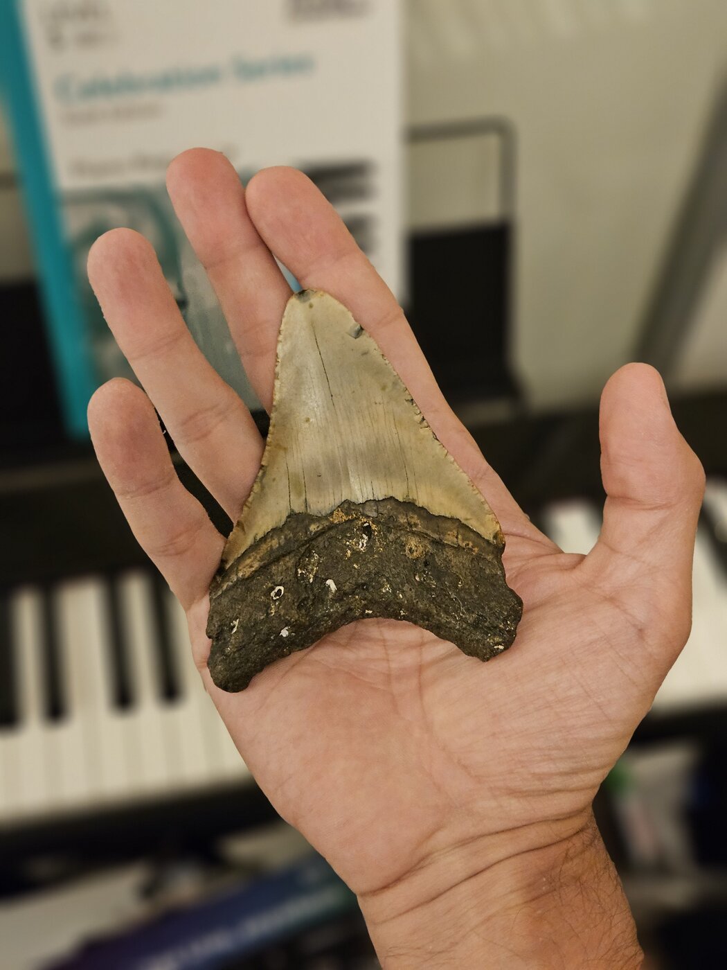 megaladon_tooth_jl.jpg