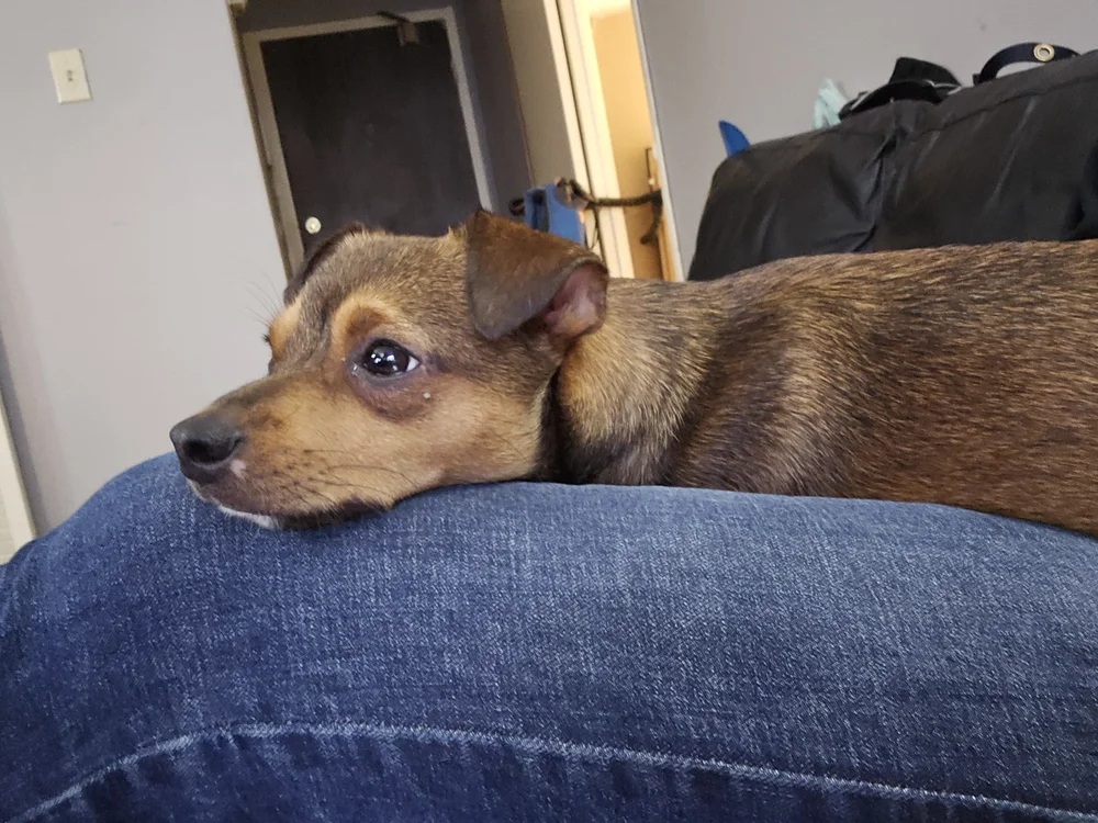 niko cuddling niko cuddling