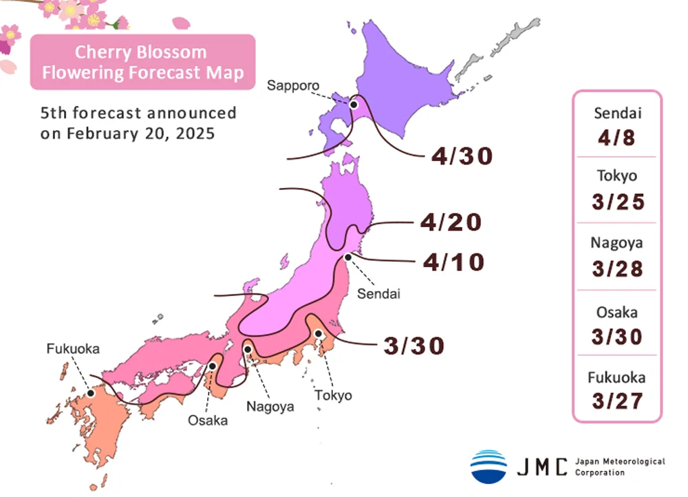 cherry blossom forecast