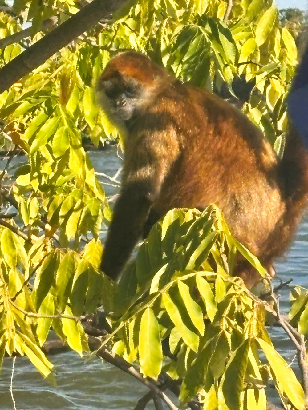 granada isletas monkey