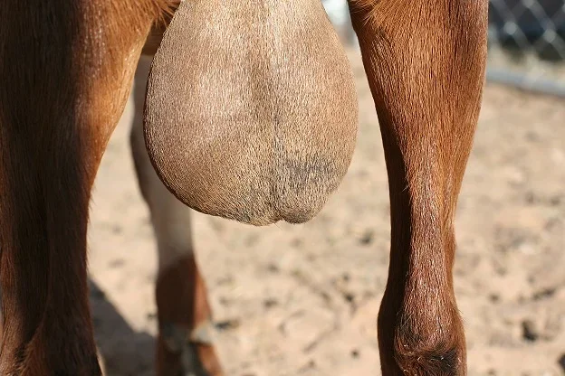 horse balls