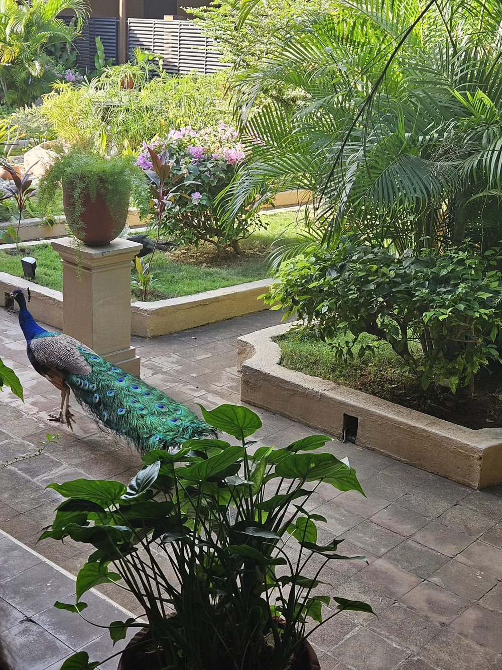 leon nicaragua gardens