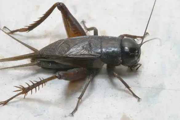 brown cricket