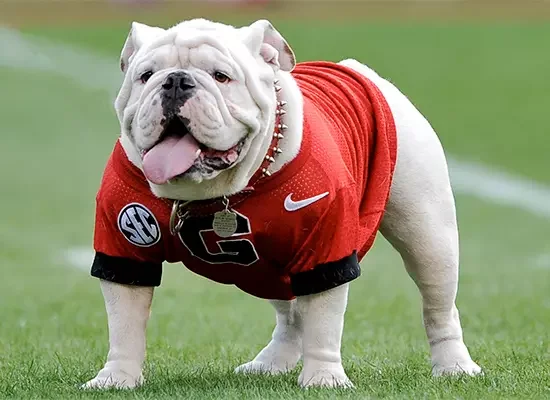 the georgia bulldog