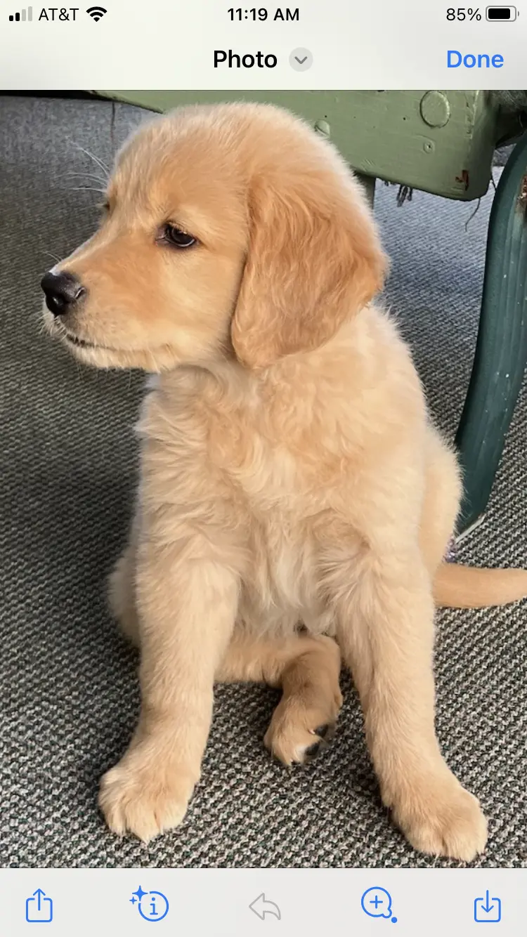 golden retriever piper 2