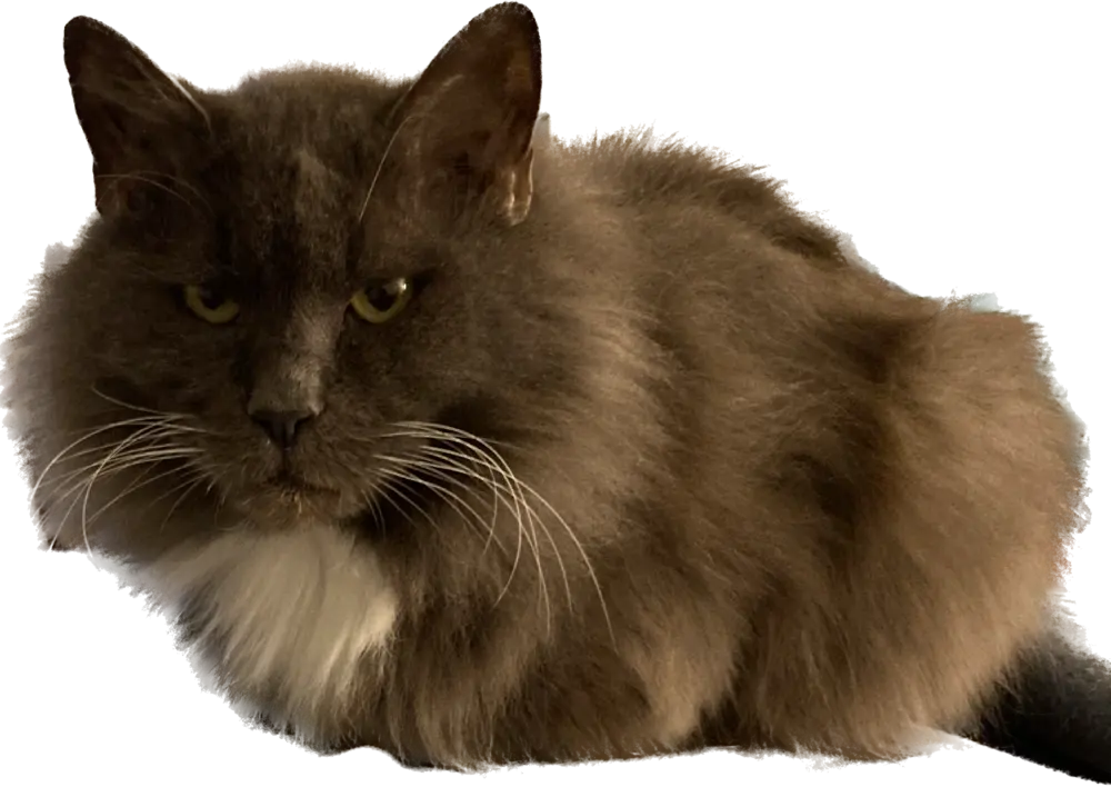napoleon cat posing