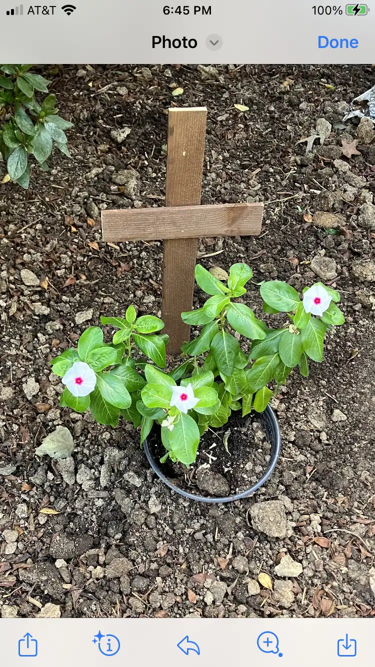 pele tombstone