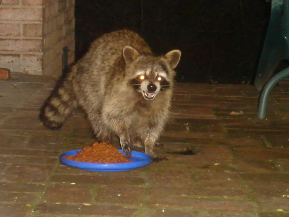 raccoon being surprised