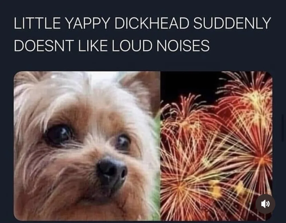 little yappy