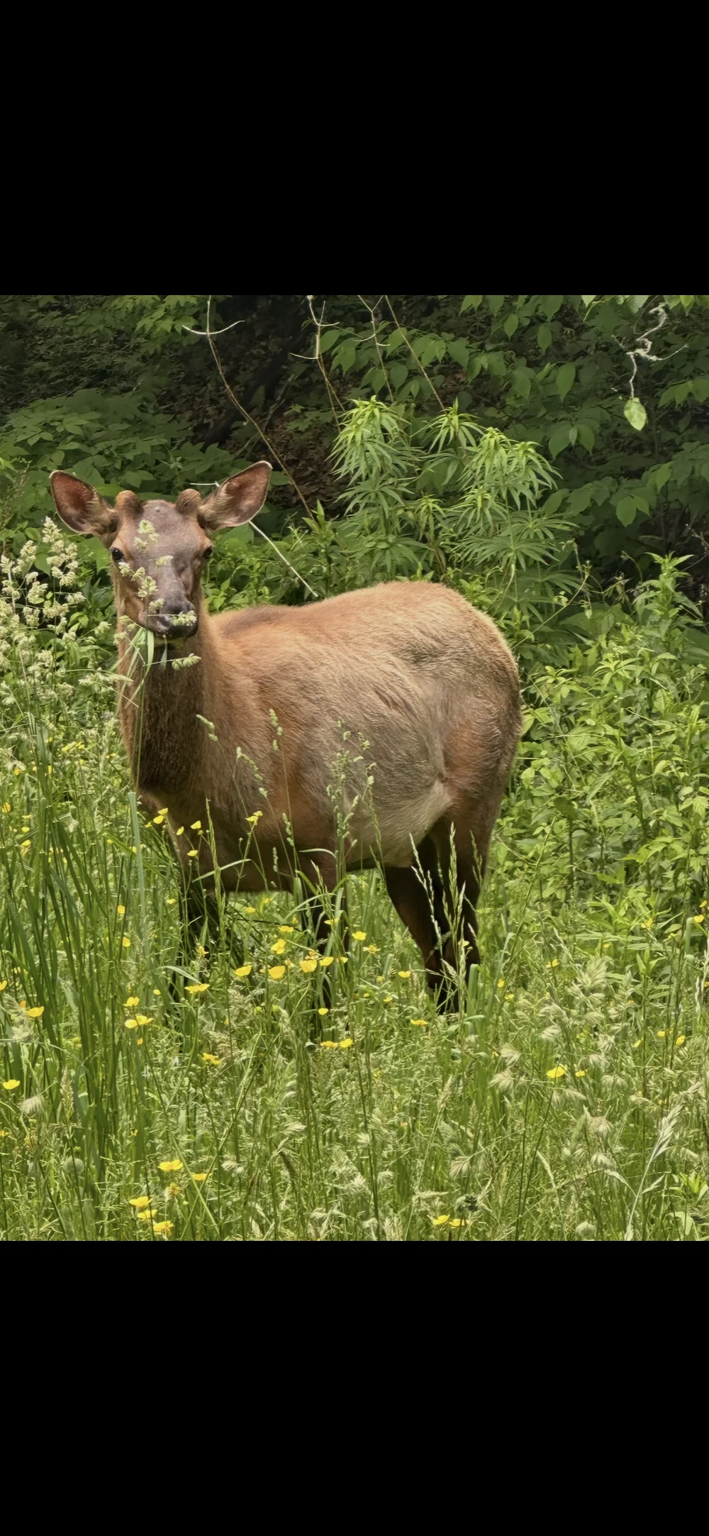took this picture of an elk